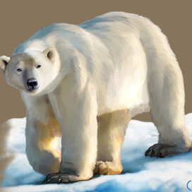 Иллюстрация для книги Брема «Жизнь животных» «Белый медведь»