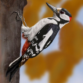 Большой пестрый дятел