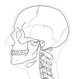 Череп в профиль