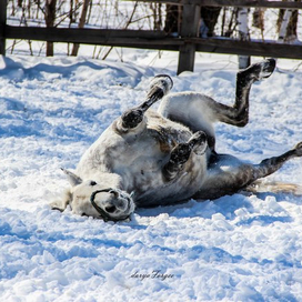 Август в январе