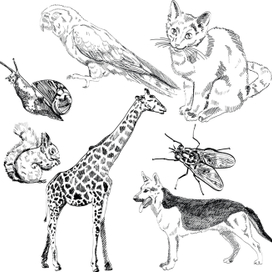 Графичные животные. Сет. Скетч