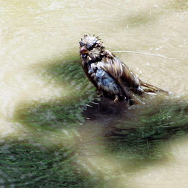 Король Лир ...