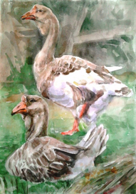 Гуси мои, гуси