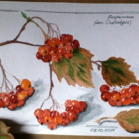 Ветка боярышника