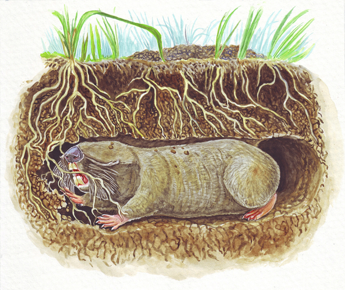 Товарищ, давно закрывший на всё глаза.