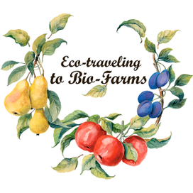 Венок из фруктов. Акварель