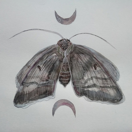 Мотылек и луна