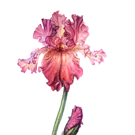 Розовый ирис