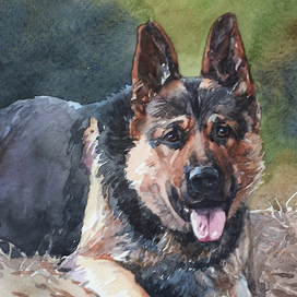 Портрет овчарки