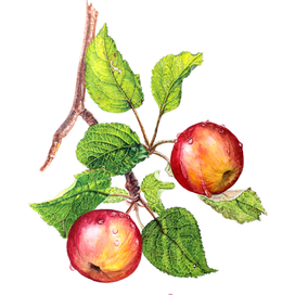 Яблоки на ветке, ботаническая иллюстрация