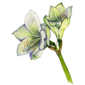 Цветы. Амариллис