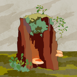 Серия "Северный лес"