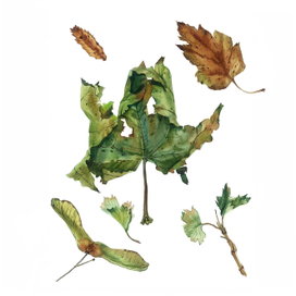 Осенние листья