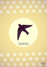Swallow_powder