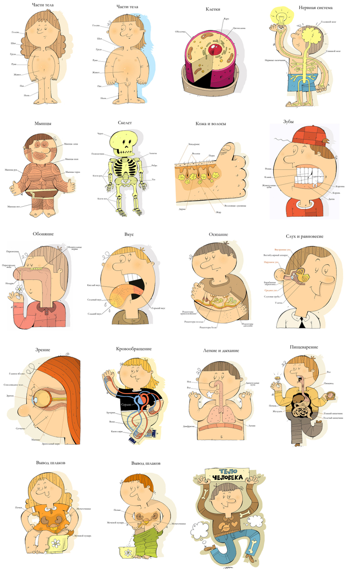 Тело человека