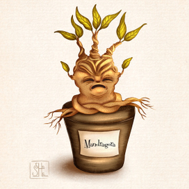 Мандрагора