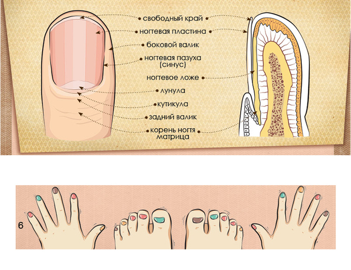 Схема ногтя ноги