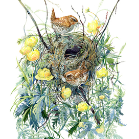 Крапивники