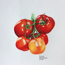 Tomatoes // Помидоры
