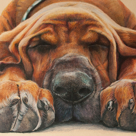 Сладкий сон собакина.