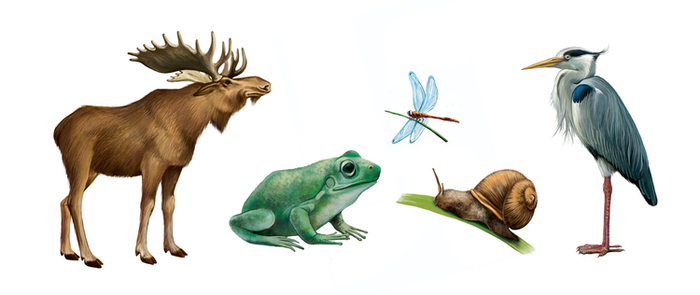 Звери для энциклопедии о животных.