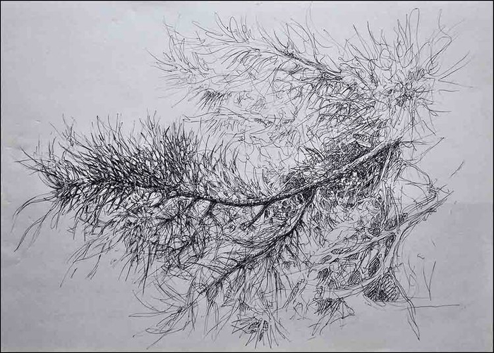 ветка сосны