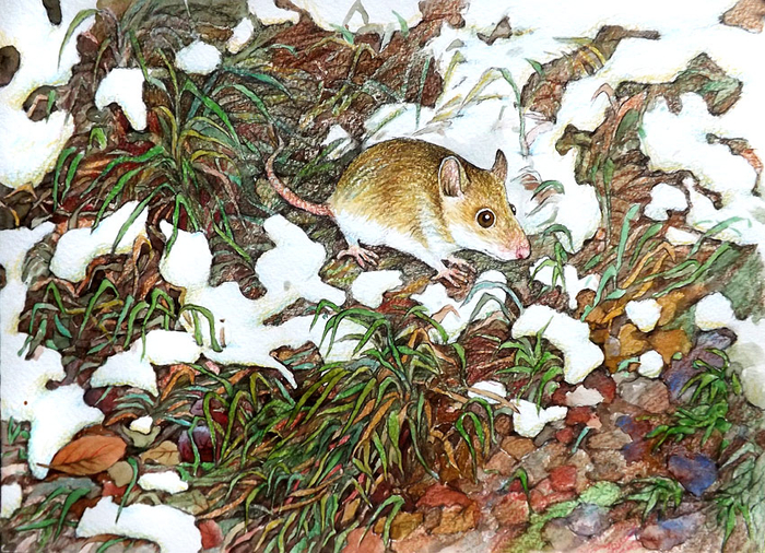 Снег на траве. Скоро зима...