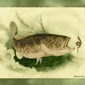 Бычок - ротан