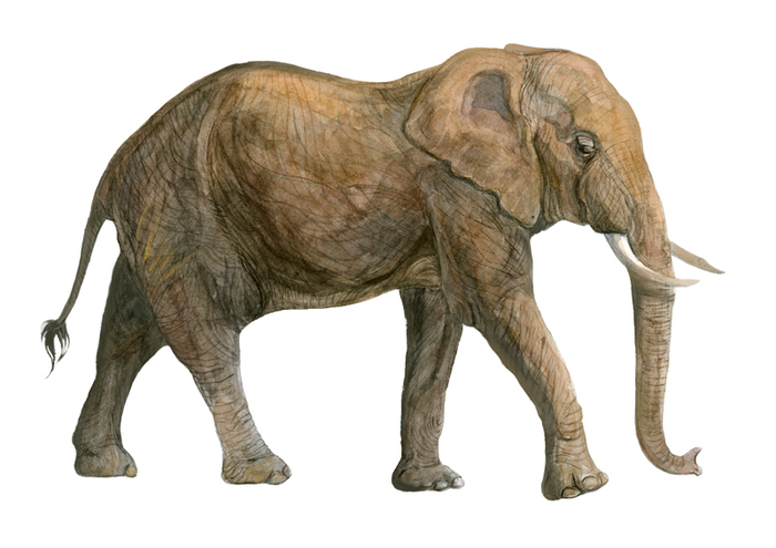 Африканский слон, самец