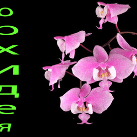Мерцающая  орхидея