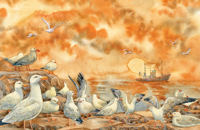 чайки Камчатки