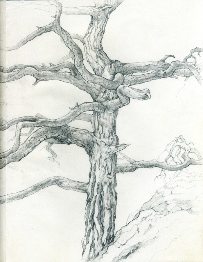 Старая сосна