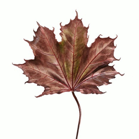 Бордовый клён