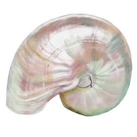 Перламутровый наутилус