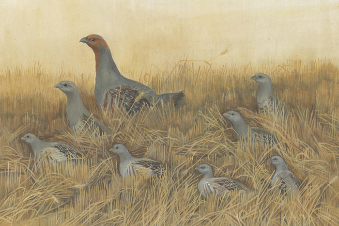 Оранжевое горлышко