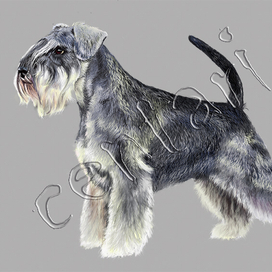 Miniature-Schnauzer