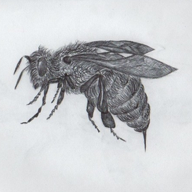 Угадай насекомое