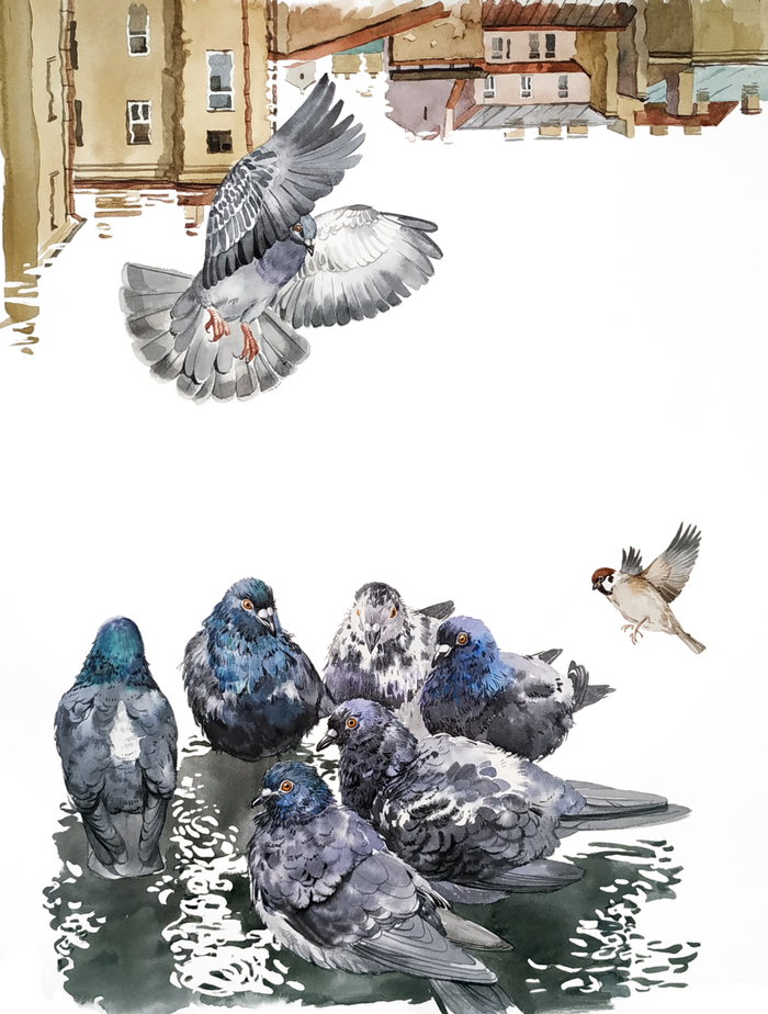 Птицы во дворе