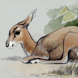 ещё один нестрашный зверь из зоопарка