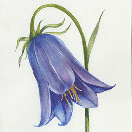 колокольчик