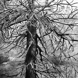 старое древо