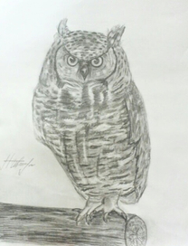 The Owl