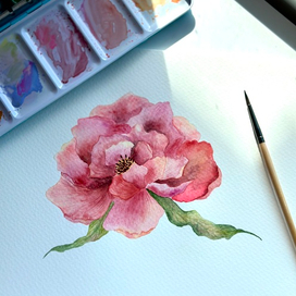 Пион акварелью