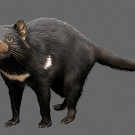 тасманский дьявол