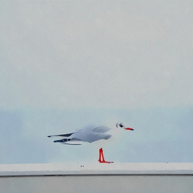 Белая чайка