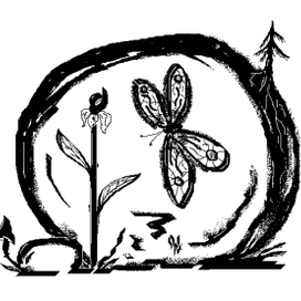 хрупкая красота севера