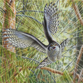 Виртуоз лесных полетов. Ястреб