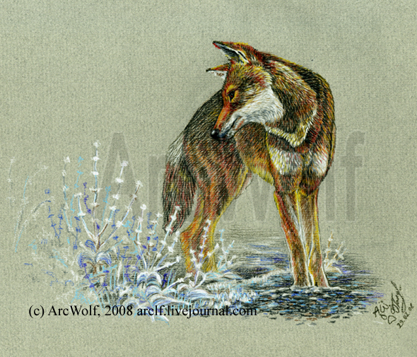 Эфиопский волк