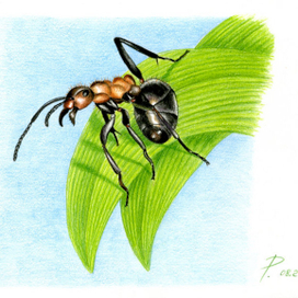 Муравей защищается