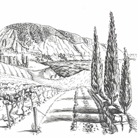 Ялта, виноградники